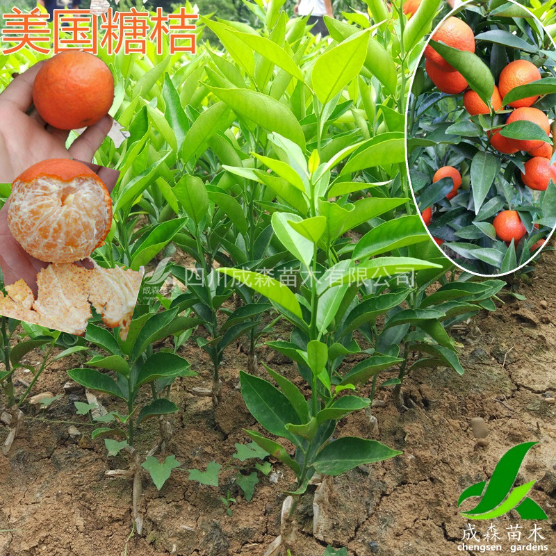 美国糖桔 嫁接苗 四川 柑橘 又名加州蜜桔苗 成森苗木 5棵起批