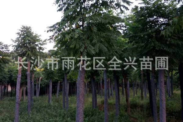 mmexport1531177171958