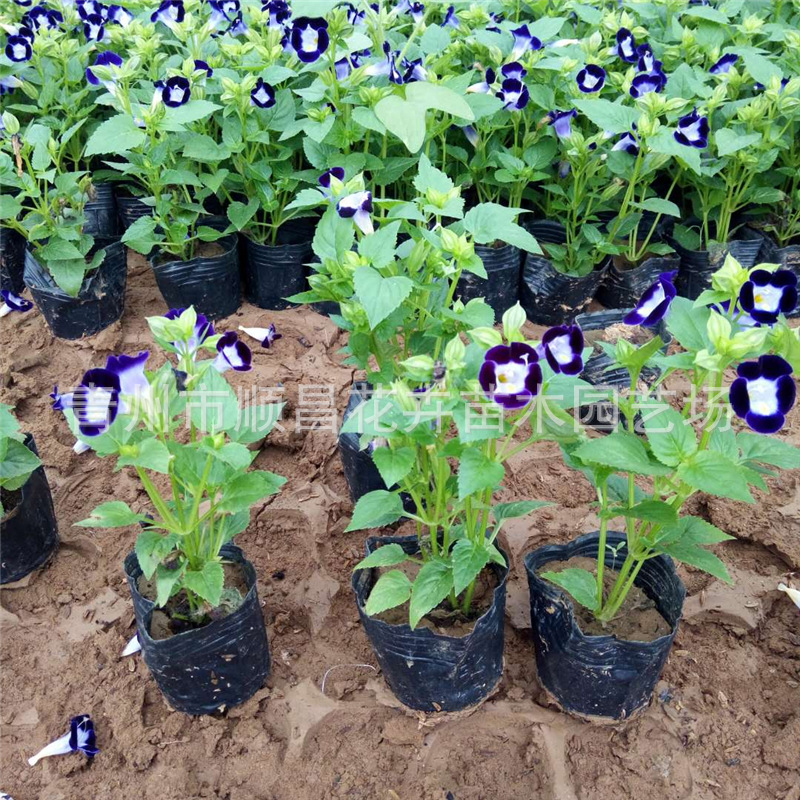 四季草花夏堇盆栽 山东基地供应夏瑾批发 盆栽时令花卉夏瑾-阿里巴巴
