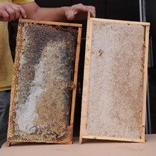 健凤园老蜂巢巢蜜农家自然成熟带框整张封盖蜂蜜蜜脾批发一件代发