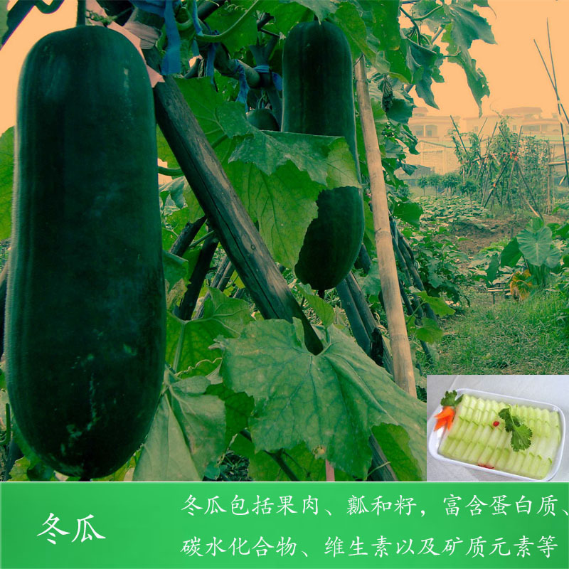 冬瓜2.jpg