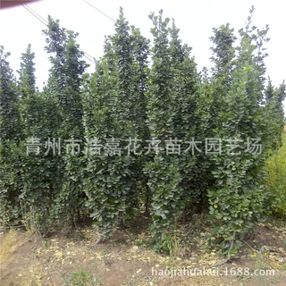 1.8-2.5米丛生北海道黄杨   常青绿篱植物   不脱脚  量大从优