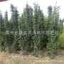 北海植物丛生量大绿篱