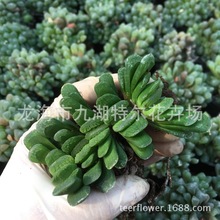 玉扇 十二卷属 大棚直售绿植室内阳台盆栽多肉植物