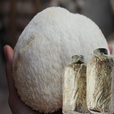 古田高产猴头菇菌种多年为古田生产户及基地提供优质母种高产良种|ru