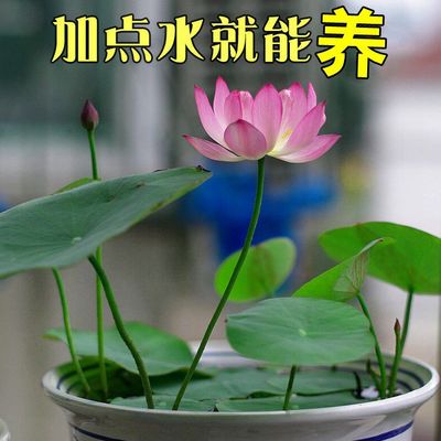 Four seasons Water for plants Opening Lotus bowl Lotus seed indoor Hydroponics Aquatic Lotus Flower Green plant Flower Pot