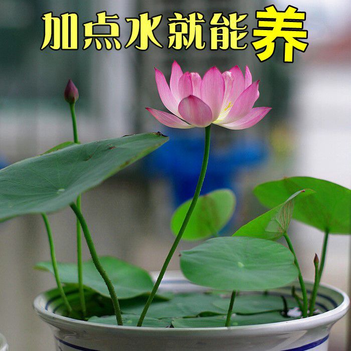Four seasons Water for plants Opening Lotus bowl Lotus seed indoor Hydroponics Aquatic Lotus Flower Green plant Flower Pot