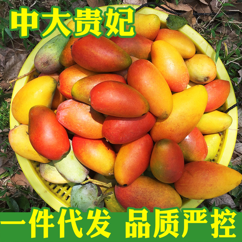 Hainan Royal 9 pounds Qingmang fresh fruit Mango wholesale On behalf of