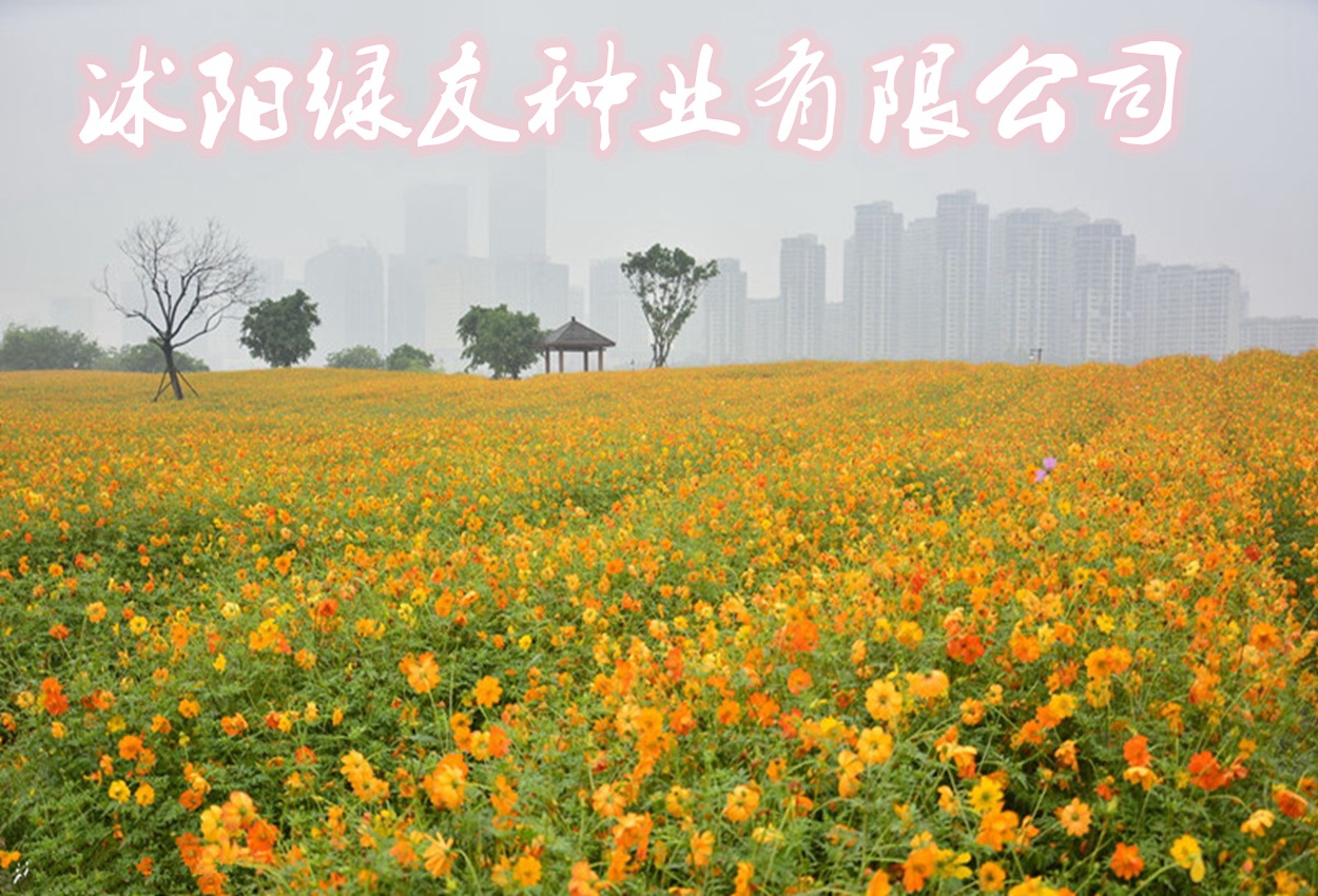 边坡硫化菊