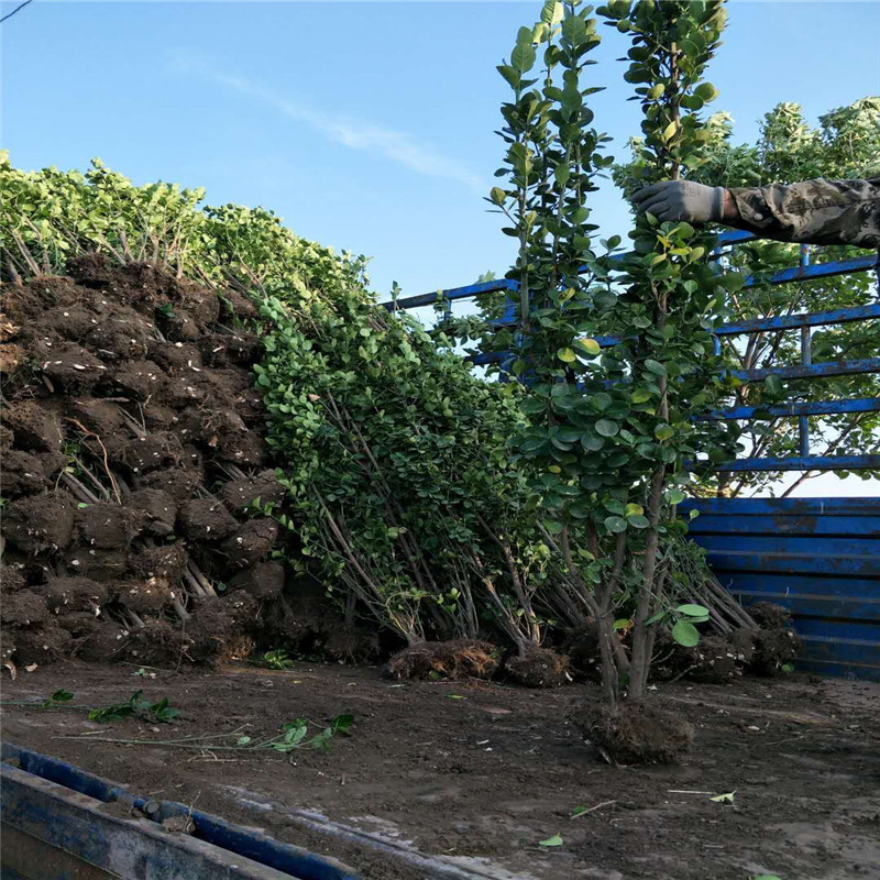 mmexport1519433031851