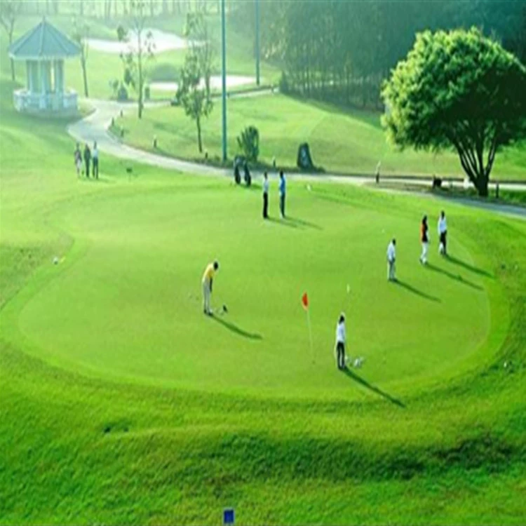 Семена газонной травы, семена фруктовой травы хребта, сопротивление вытаптыванию, стрижка травы без скашивания, полные сорта, скидка на большое количество