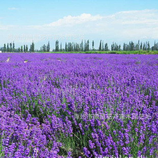 ޹�²������ļ��׷Nֲ�M����ݶ��������ݻ���ͥԺ�ֲ̨��