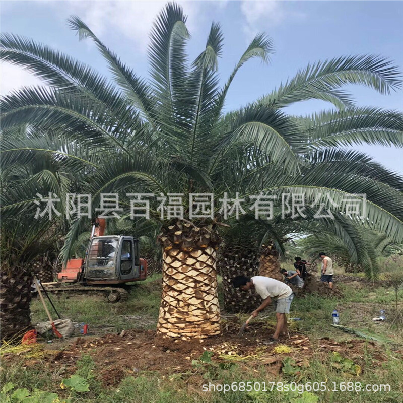 棕榈 加拿利海枣种植基地批发直销1米杆-4米杆 断根移栽成活率高