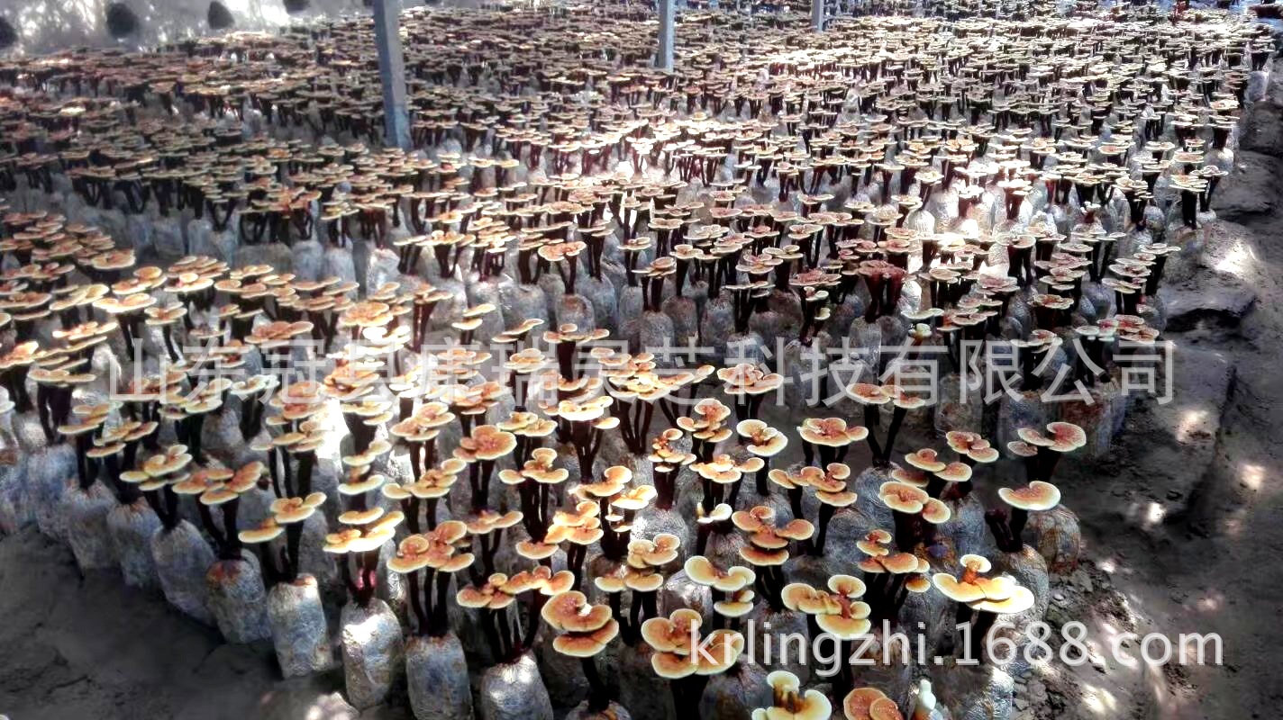 活体鲜灵芝菌棒 灵芝盆景种植 可观赏可食用 灵芝种苗 灵芝花-阿里巴巴