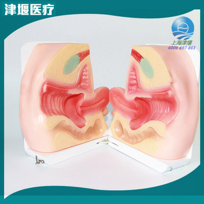 Production supply Female sex Contraception guidance Model Contraceptive device train Model Uterine model