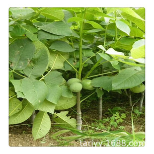 ɽ�|���������l���� һ����3���ֺ��Ҍ����� ����޽Ӻ��Ҙ���