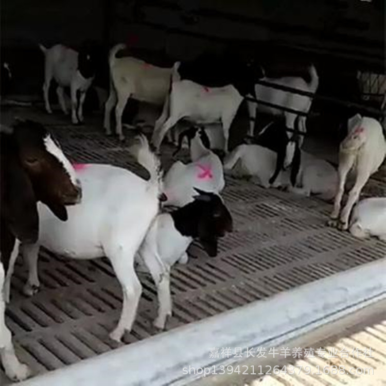 纯种波尔山羊活体大耳羊成年波尔山羊母羊种羊养殖 阿里巴巴