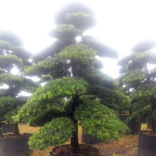 ��ľ �G������ �@��   ��ľ �_�h������  �_�h�����͈@��ֲ��