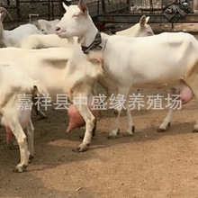 陝西薩能羊|奶山羊供應|陝西奶山羊|奶山羊小羊羔|奶山羊價格