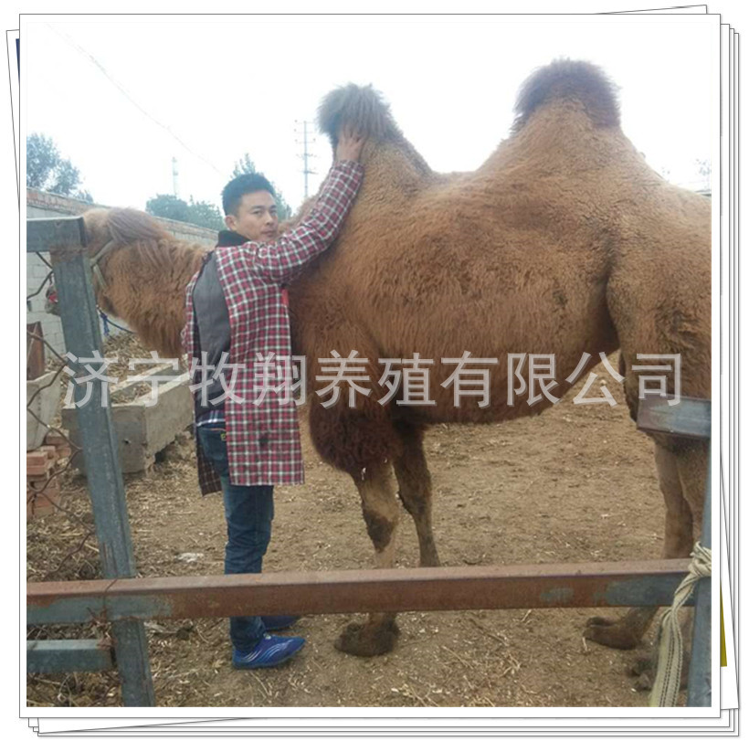 羊驼可以让小孩骑吗，照相骆驼哪有卖的，一只骑乘的骆驼多少钱