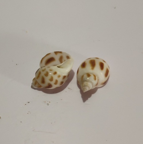 Shell conch jelly wax sea world accessories DIY materials small conch Dongfeng snail 50g