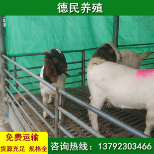 Поле размножения козла, цена на козье ягненка, сколько стоит коза, один