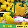 Yellow sweet pepper seeds yellow sweet pepper seed color pepper seed lanterns pepper pepper seeds vegetable seeds wholesale vegetables