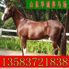 湖南大型養馬場活馬出售國產改良騎乘馬蒙古馬半血馬矮腳馬伊犁馬