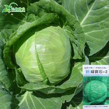 绿宝石-2甘蓝种子 农田菜园三系杂交结球紧实耐抽苔甘蓝蔬菜籽