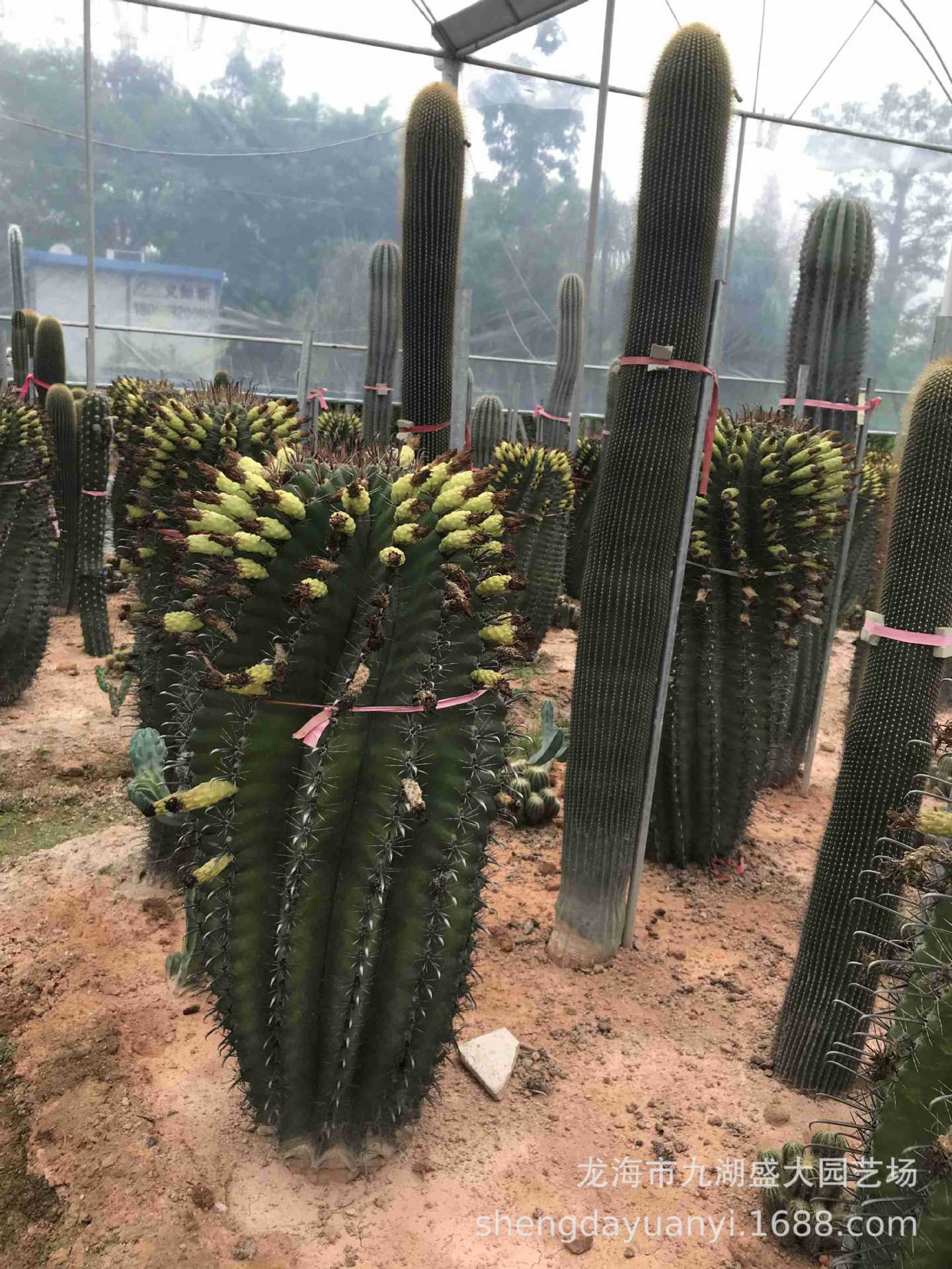 批发大型多浆植物 群生量天尺仙人柱沙生植物 秘鲁苹果仙人掌分叉-阿里巴巴