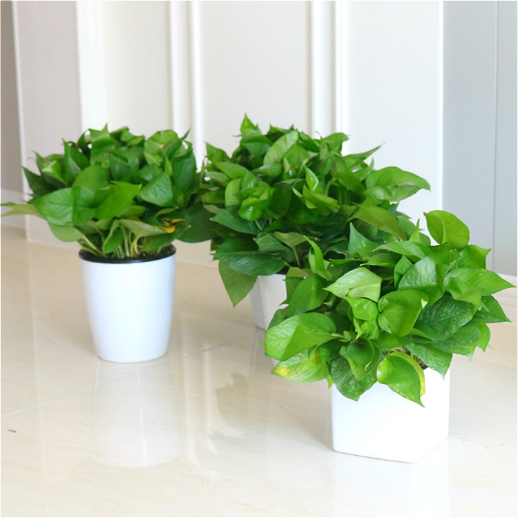 180 # 360 plantas de maceta de orquídeas verdes flores de orquídeas colgantes de flores de planta verde de interior absorción de formaldehído aire purificado gran rosa verde