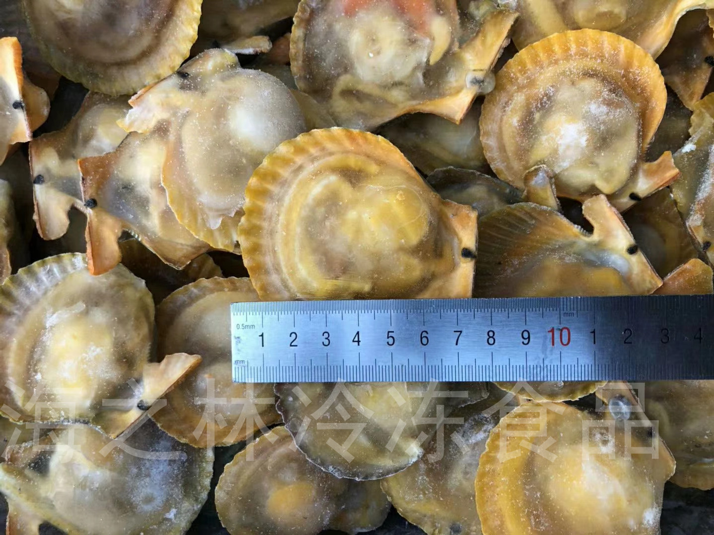 【海之林】黄金扇贝 冷冻黄金贝 一箱8斤，大概80个左右批发供应|ru