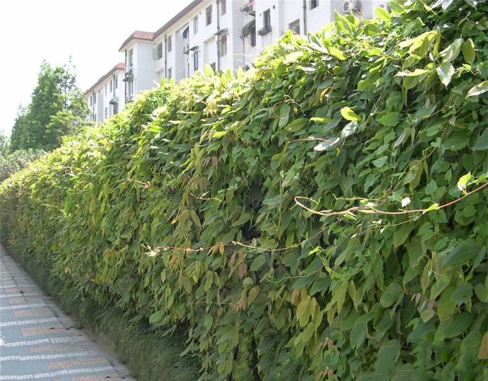 changchunyoumateng_6903485