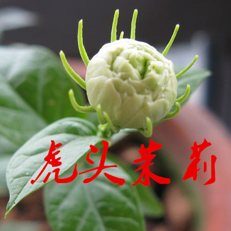 虎头茉莉花盆栽植物花卉大重瓣四季花苗室内开花净化空气芳香庭院