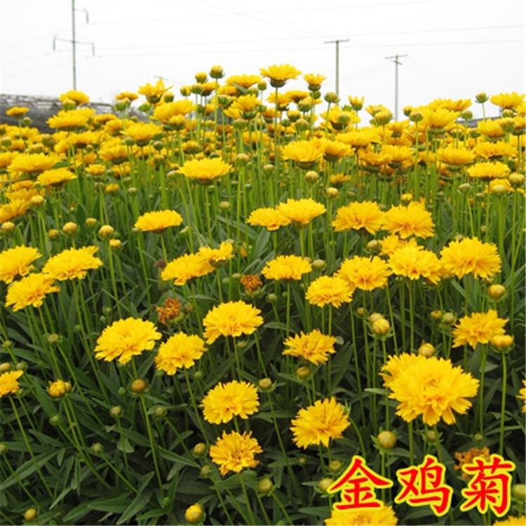 金雞菊種子 花種子 春夏播種宿根花卉園林景觀綠化工程 草花種子