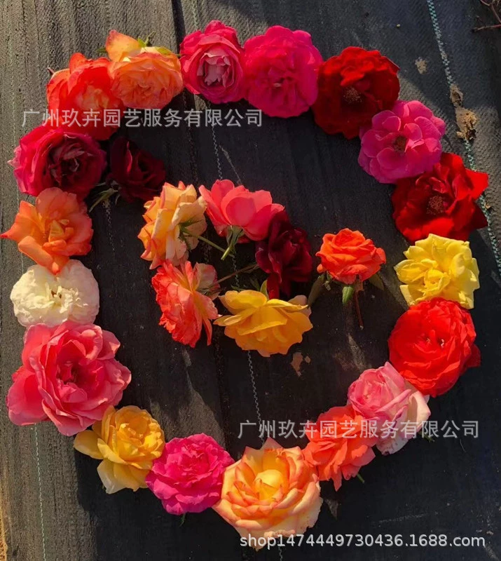 Многоцветный цветок розы Просмотр растений в горшке домашний двор парк Цветочная установка база прямые волосы