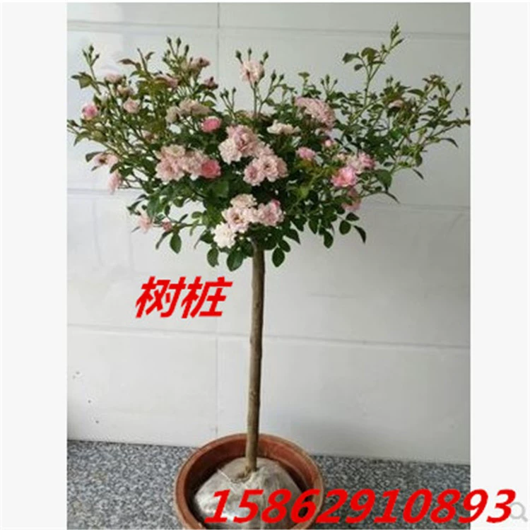 Рассада цветка розы Много сортов Роза Европейское лунное дерево Пень Роза Леденец Роза Несезонное цветение