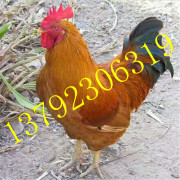 优质鸡苗成活率高土鸡孵化场