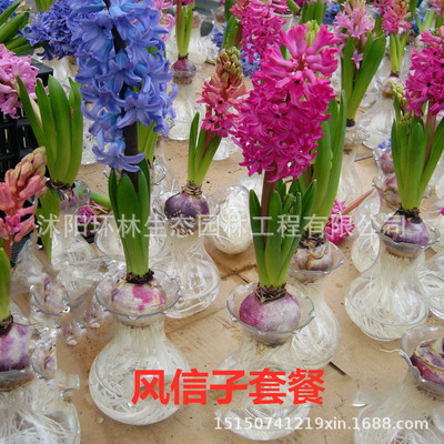 风信子批发 球根花卉水培土培桌面盆栽 多色风信子混批 量大优惠|ms