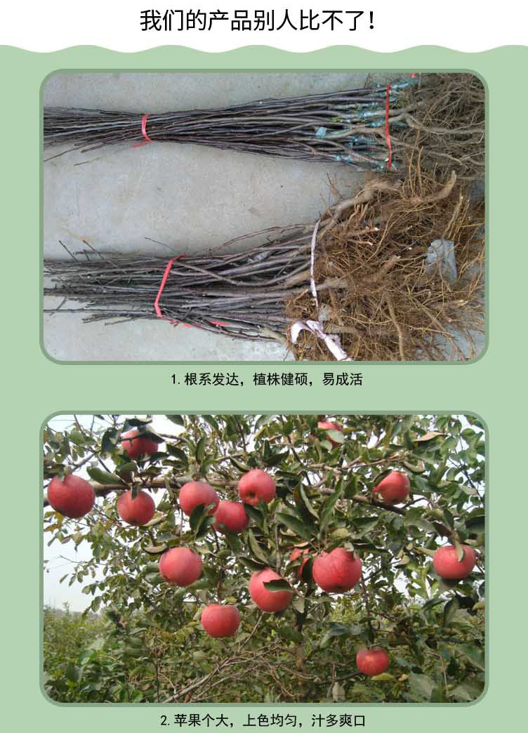 苹果苗_02.jpg