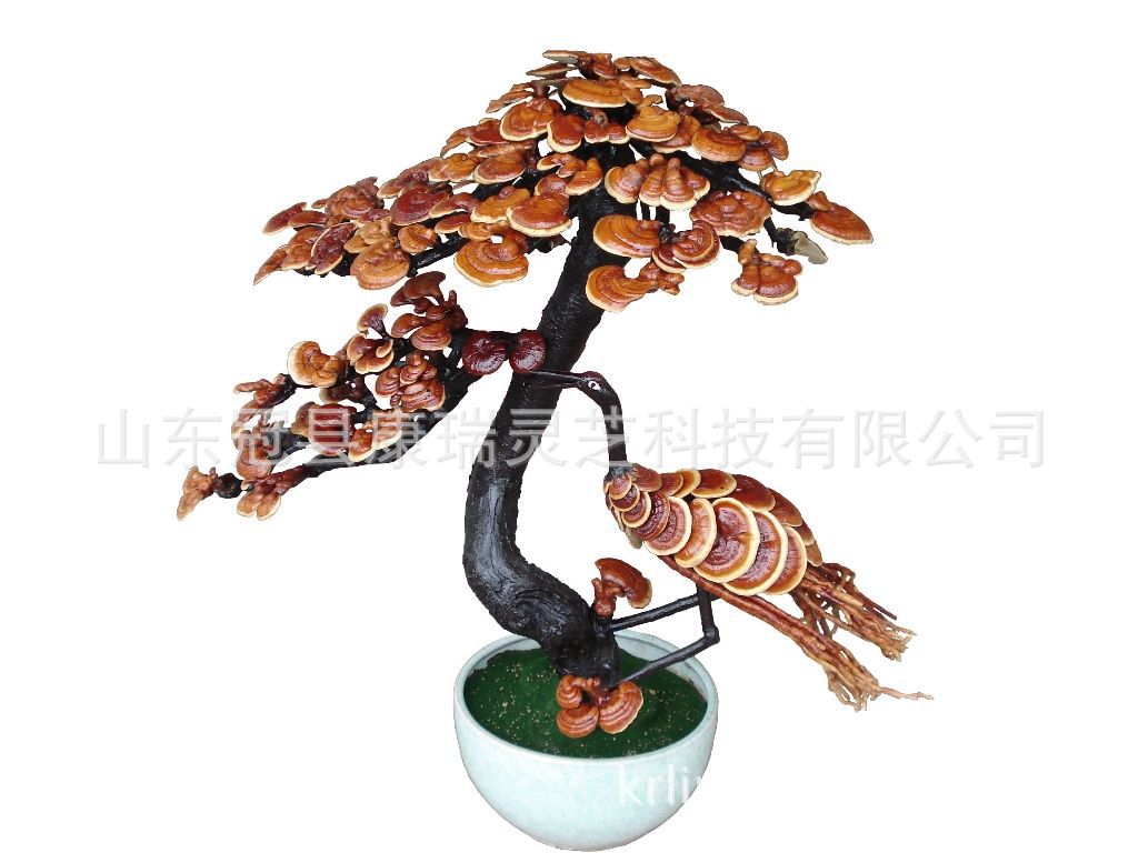 冠县康瑞灵芝盆景 山东灵芝 灵芝盆栽 灵芝摆饰 灵芝花 灵芝造型-阿里巴巴