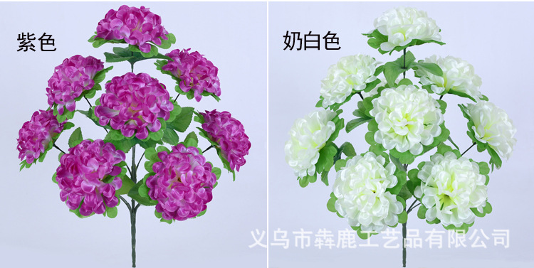 9头双层杆球菊_09.jpg