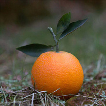四川眉山脐橙榨汁水果新鲜当季橙产地直供水果供应商