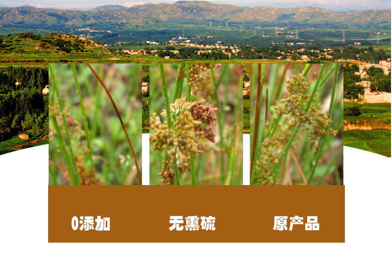 Deng Xin Cao (Juncus effusus) — Dried Medulla Juncus for Herbal Tea & Soup quality and texture