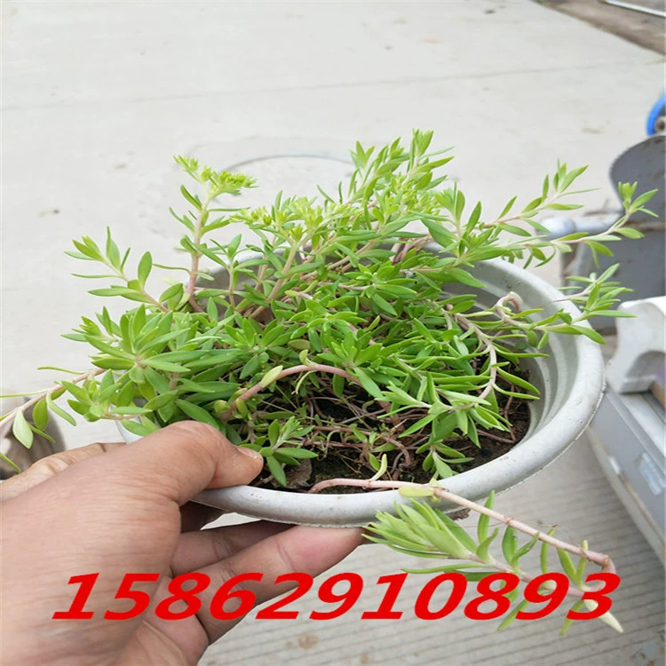 Сведор Озеленение крыши Сведор Рассада Сведор Растения Сведор Спуффи Будда Гвоздь Газон Лук Орхидея Озеленение