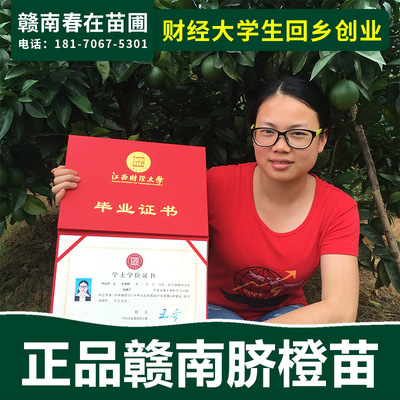 【大苗圃】赣南脐橙苗江西橙子苗南方树苗纽荷尔脐橙苗齐橙种苗|ru