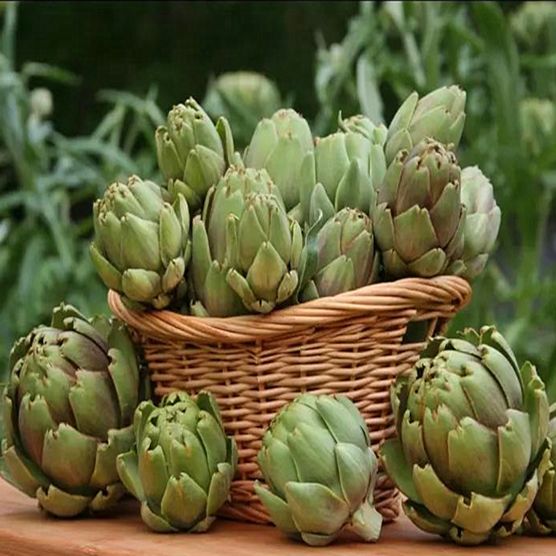 朝鲜蓟种子绿球法国洋蓟球洋蓟观赏食用法国百合菊蓟荷花百合种子 阿里巴巴