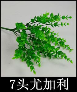 7叉尤加利.jpg