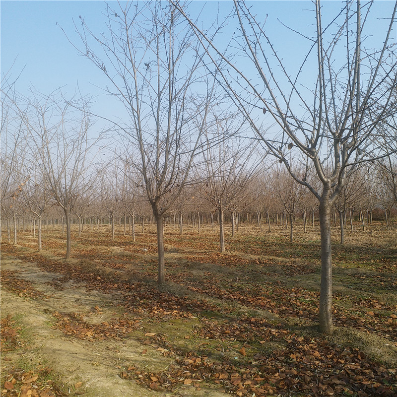 日本早樱树苗 寒绯樱/染井吉野/大岛樱等白色系品种 欢迎选购|ms