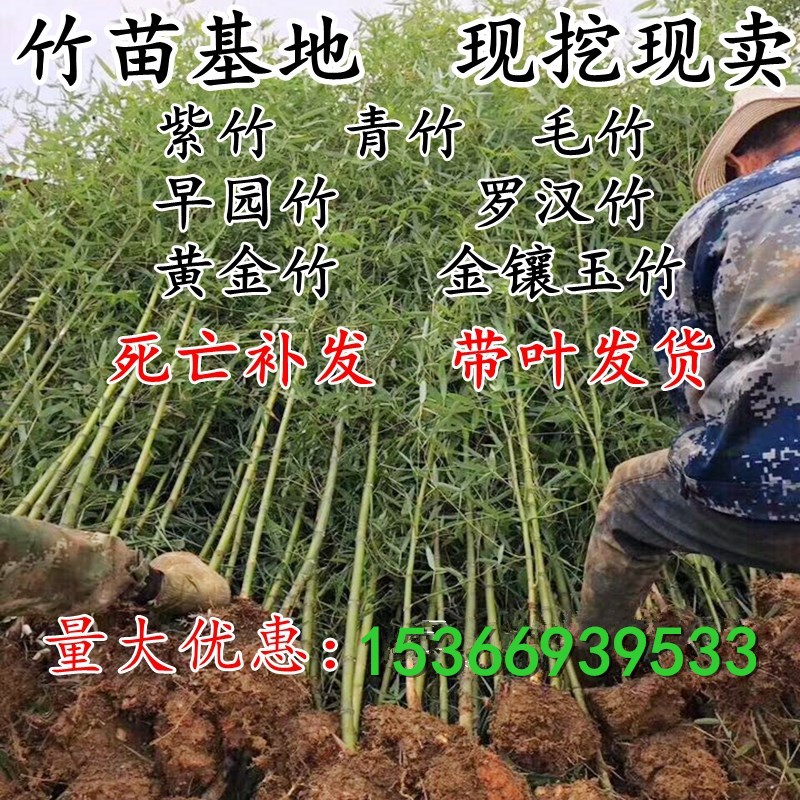 庭院围墙植物青竹苗金镶玉苗紫竹苗竹毛竹庭院竹子盆栽地栽绿化|ru